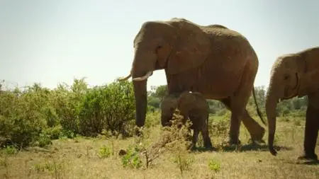 Discovery Channel - Life: First Steps (2018)