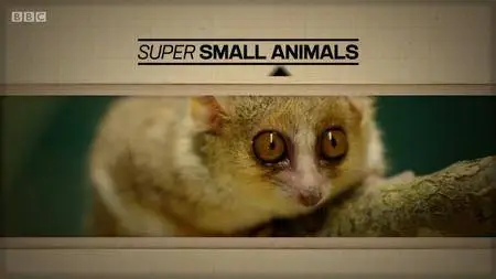 BBC - Super Small Animals (2017)