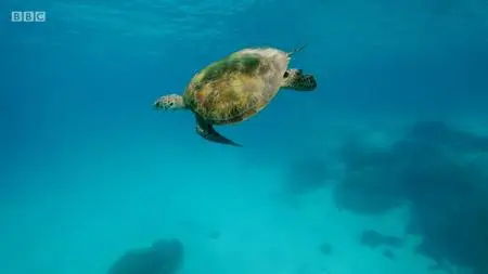 BBC - Blue Planet Revisited, Series 1: Great Barrier Reef (2020)
