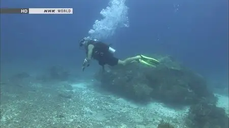 NHK Great Nature - Indonesia's Raja Ampat (2012)