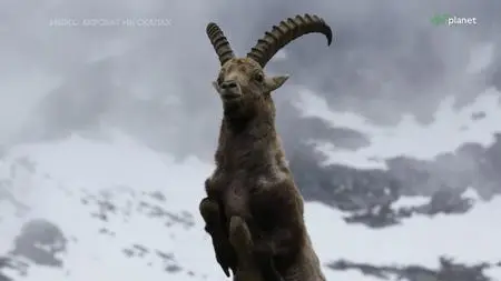 Ibex: Acrobats on the Rocks (2022)