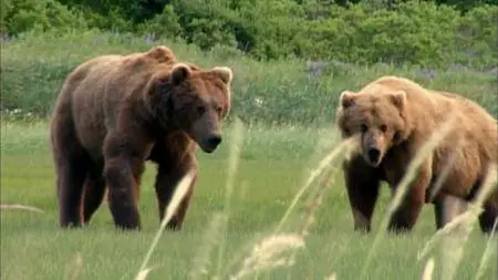 Grizzly Man (2005)