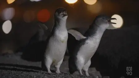 ABC - Meet The Penguins (2022)