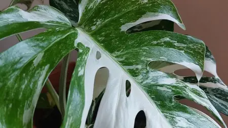Super Easy Guide To Monstera Albo Variegata House Plant Care
