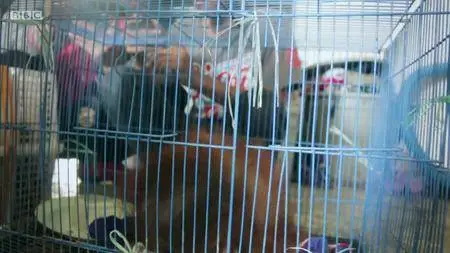 Natural World S38E04