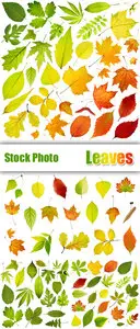 Stock Photo - Color Leaves Isolated