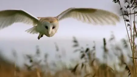 BBC - Natural World: Super Powered Owls (2015)