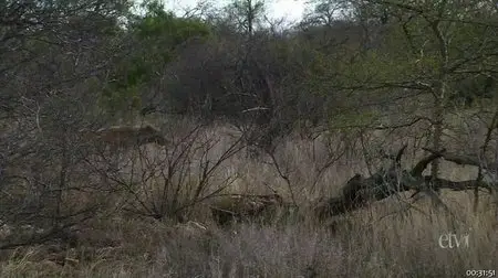 PBS - Nature S30E12 - White Lions (2012)