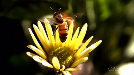 SBS - Honeybee Blues (2009)