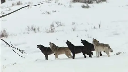 PBS - Nature: In the Valley of the Wolves (2007)
