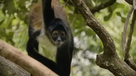 Discovery Channel - Life: First Steps (2018)