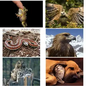 Wallpapers Animals. Set 9