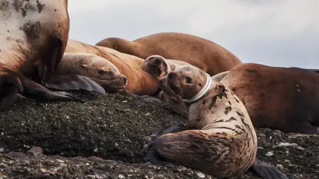 BSkyB - Wild Pacific Rescue Series 1 (2021)