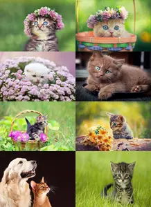Collection kitten puppy flower nature dream fur fur wool