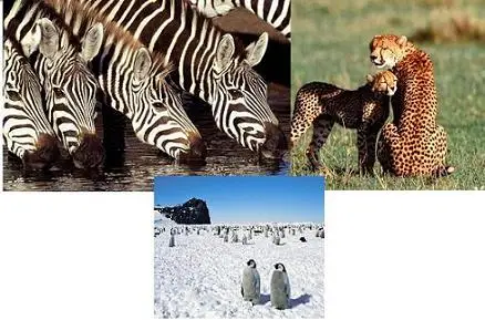 500 H.Q. Animals WallPapers