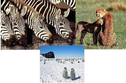 500 H.Q. Animals WallPapers