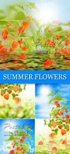 Stock Photo - Summer Flowers
