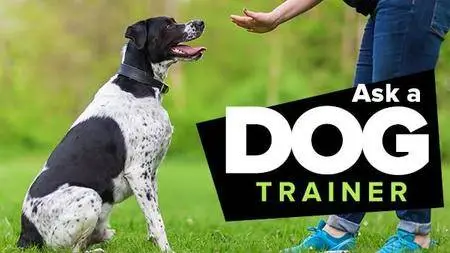 Ask a Dog Trainer