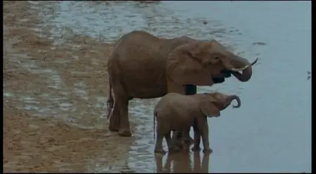L'Arche et les Déluges [DVDrip] 1993