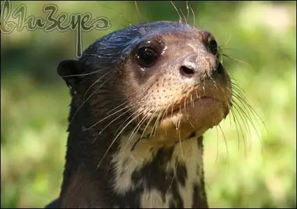 BBC: Natural World - Raising Sancho: The Giant Otter Orphan (2008)