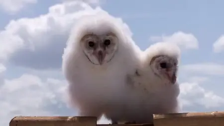 BBC - Natural World: Super Powered Owls (2015)
