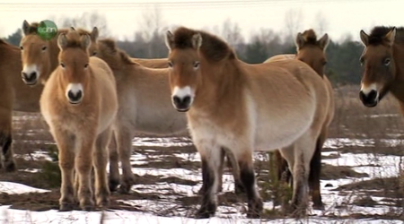UKTV - Chernobyl: A Natural History (2010)