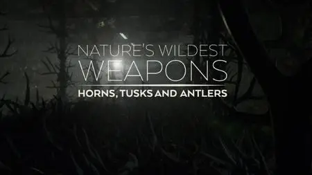 BBC Natural World - Nature's Wildest Weapons: Horns, Tusks and Antlers (2017)