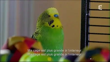 (Fr5) Nos animaux, doux dehors, sauvages dedans (2015)