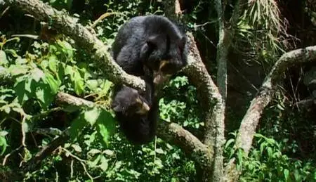 BBC Natural World - Spectacled Bears: Shadows of the Forest (2008)