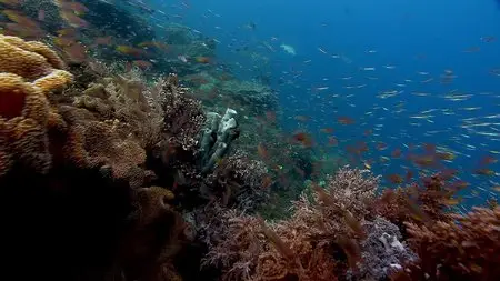 BBC Human Planet: Episode 1 of 8 - Oceans: Into the Blue (2011)