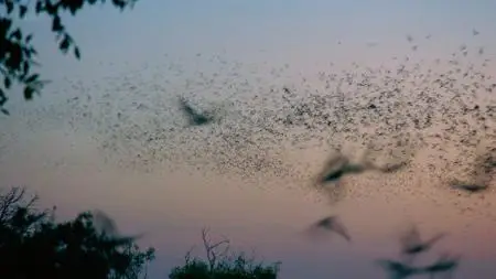 Life in the Air: Masters of the Sky (2017)