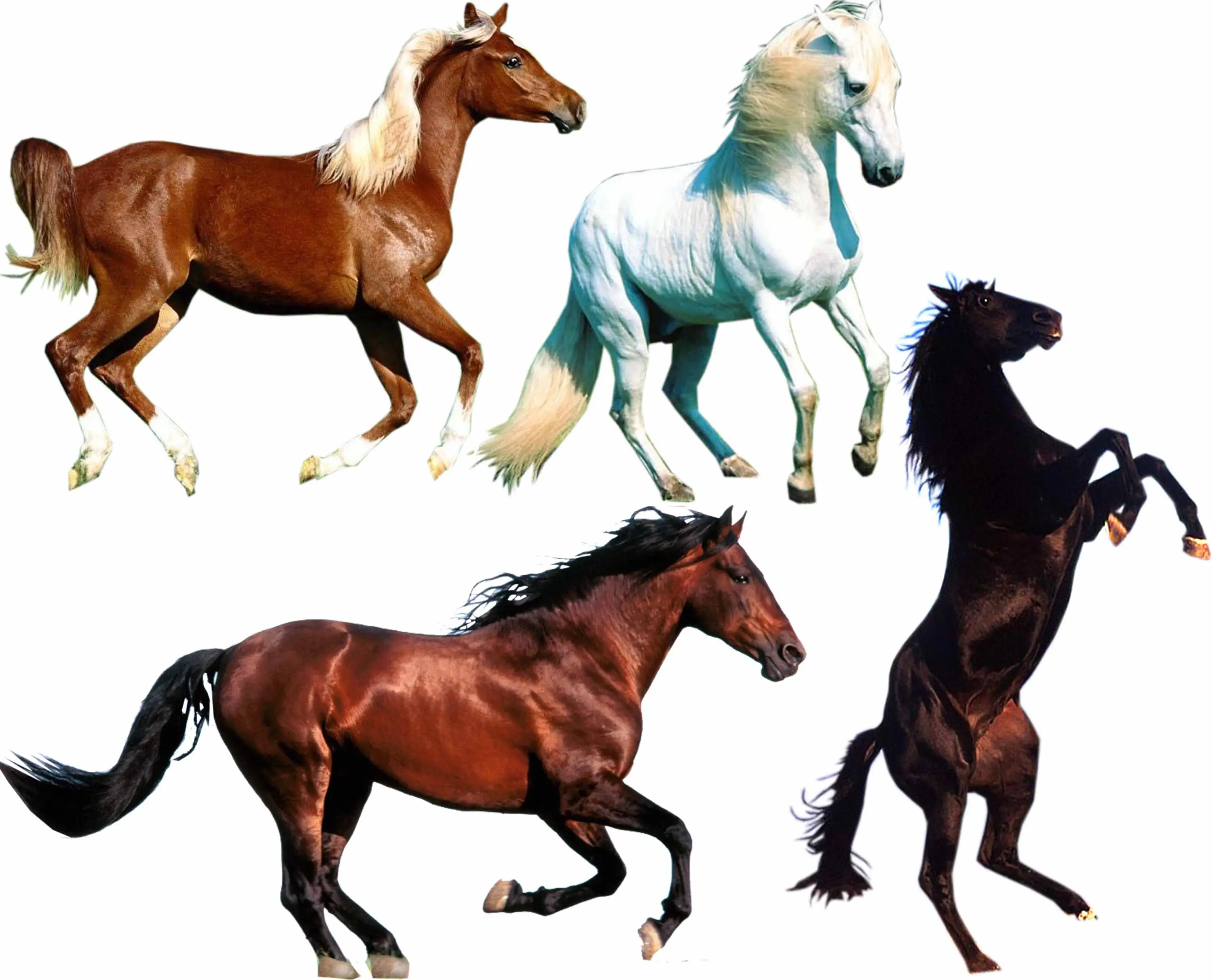 Лошадь с нескольких видов