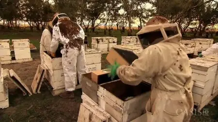 SBS - Honeybee Blues (2009)