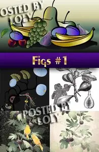 Figs # 1 - Stock Vector