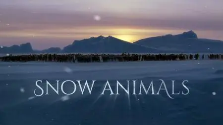 BBC - Snow Animals (2019)