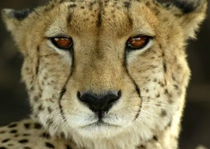 Cheetah Kingdom - S01E08