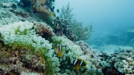 BBC - Blue Planet Revisited, Series 1: Great Barrier Reef (2020)