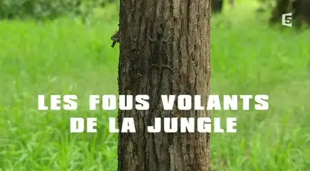 (Fr5) Les fous volants de la jungle (2013)
