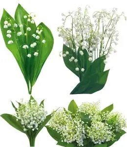 Photo stock: flowers - lilies of the valley