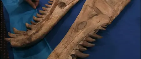 The Bones (2024)