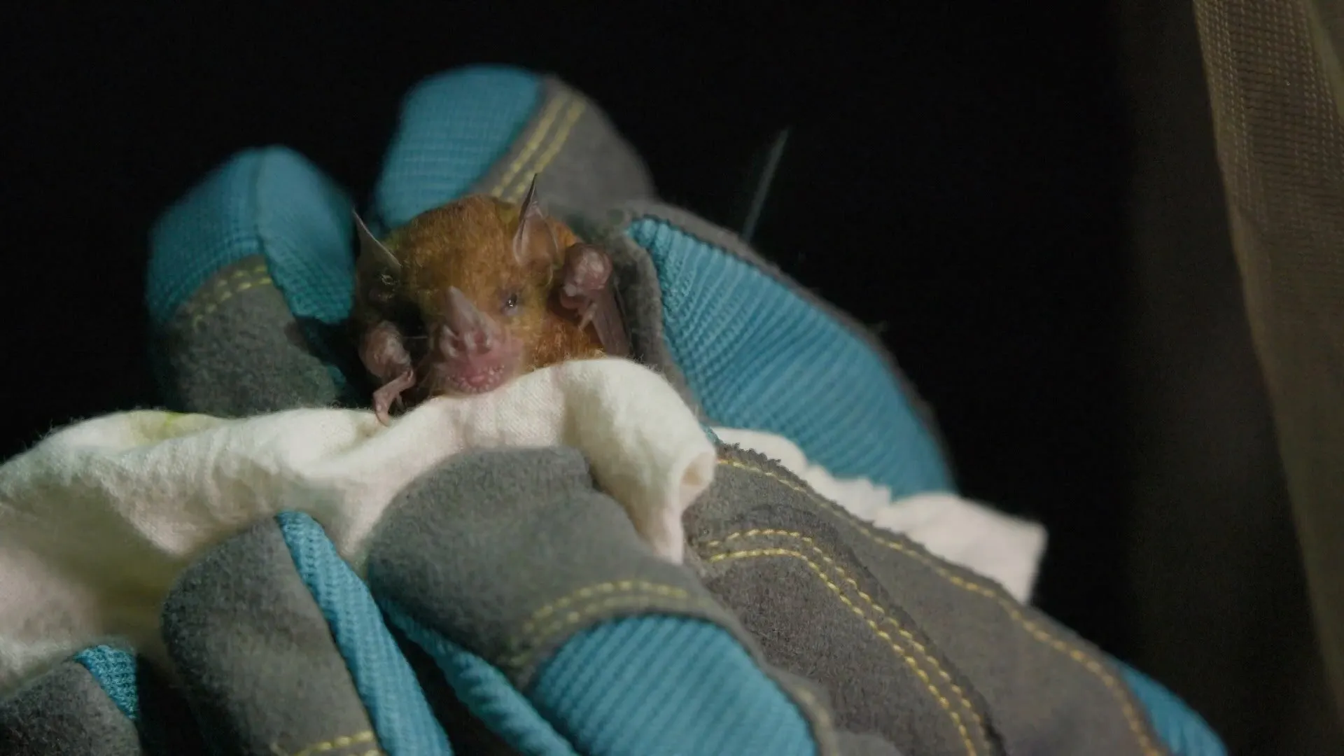 The Nature of Things with David Suzuki: Empire of Bats (2025)