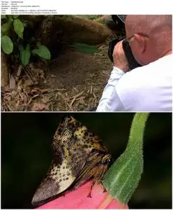 Learning to See: The World of Insects (2016)