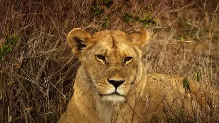 Serengeti: Nature's Greatest Journey (2014) in 4K