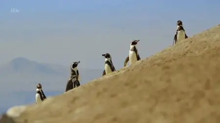 ITV - Meet the Penguins (2019)