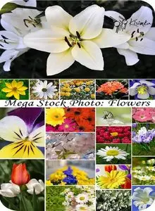 Stock Photo: Flowers