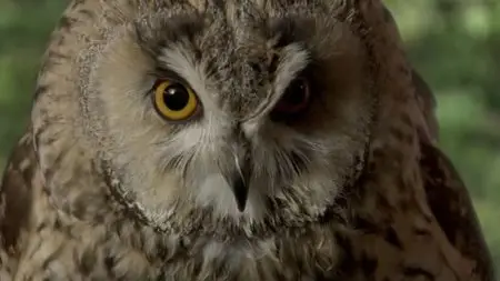 BBC - Natural World: Super Powered Owls (2015)