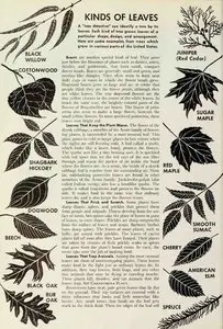 The World Book Encyclopedia "L" Volume 12