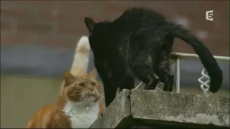 (Fr5) Nos animaux, doux dehors, sauvages dedans (2015)
