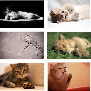Wallpapers Cats. Set 16