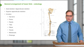 Lower Limb Anatomy